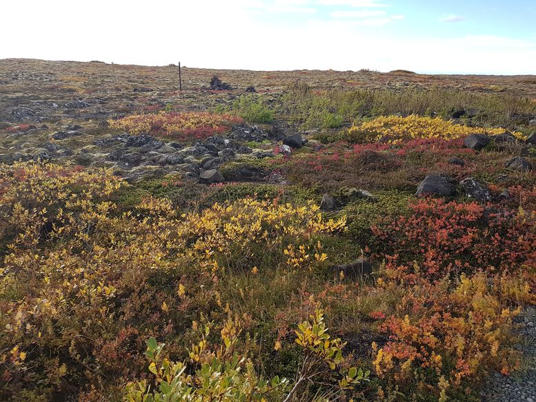 Haustlitamynd úr Heiðmörk