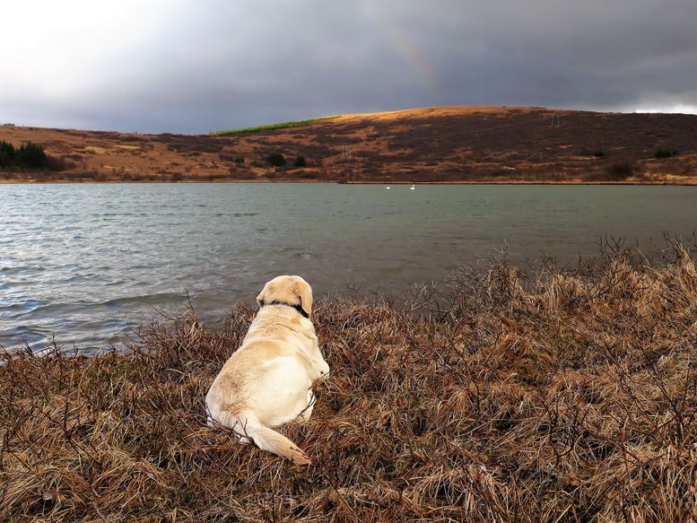 Hundabann hefur verið framlengt