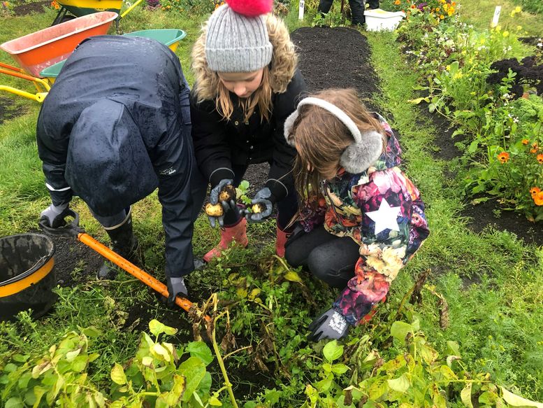 Uppskeruhátíð skólagarða 2019