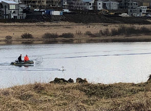 Álftin fönguð með háf við Urriðavatn.