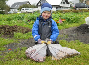 Uppskeruhátíð skólagarðanna